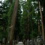 A path through Mount Koya's Okuno-in graveyard with over 200000 graves Wakayama prefecture. Photo by JL, (c) ASC