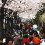 Crowds rest beneath the blossoming cherry trees in Ueno Park Tokyo. Photo (c) KV, all rights reserved