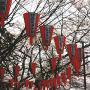 Hanging lanterns at cherry blossom festival Ueno Park Tokyo. Photo (c) KV, all rights reserved