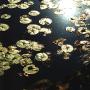 Lily pads in Meiji Park Tokyo. Photo (c) KV, all rights reserved