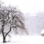 Tree in snow Shirakawago Gifu prefecture. Photo (c) KV, all rights reserved
